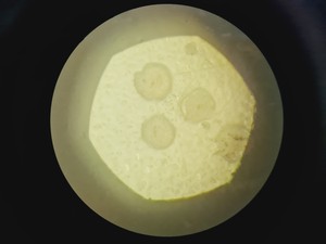 Thumbnail image of Zeiss Axio Vert A1 Microscope w/ 5 x Objectives 5x/10x/20x/50x/100x & Software
