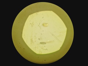 Thumbnail image of Zeiss Axio Vert A1 Microscope w/ 5 x Objectives 5x/10x/20x/50x/100x & Software
