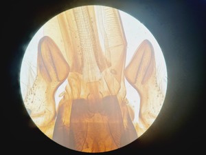 Thumbnail image of Nikon Eclipse Ti - U Inverted Microscope With Prior Stage Controller