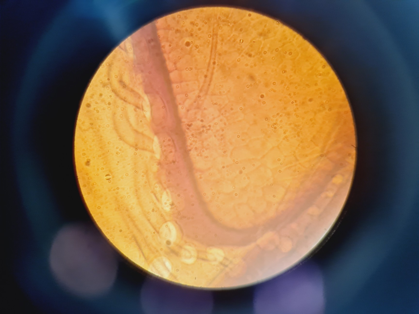 Image of Nikon Eclipse Ti - U Inverted Microscope With Prior Stage Controller