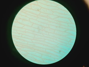 Thumbnail image of Nikon Eclipse Ti - U Inverted Microscope With Prior Stage Controller