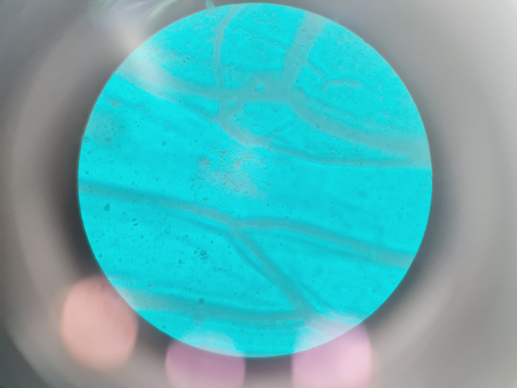 Image of Nikon Eclipse Ti - U Inverted Microscope With Prior Stage Controller