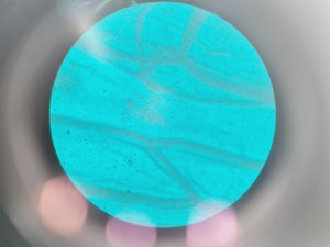 Thumbnail image of Nikon Eclipse Ti - U Inverted Microscope With Prior Stage Controller