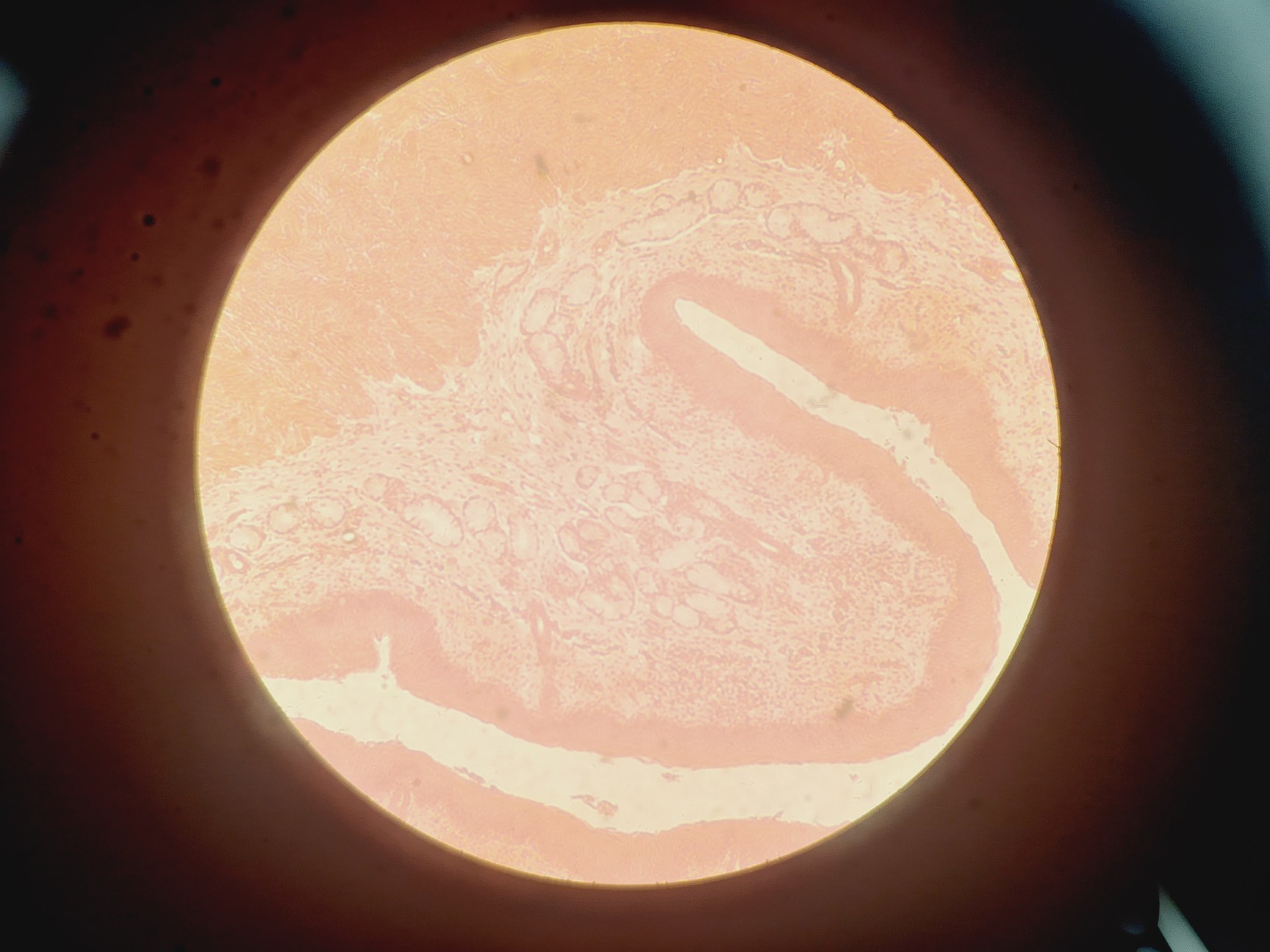 Image of Nikon Eclipse Ti - U Inverted Microscope With Prior Stage Controller