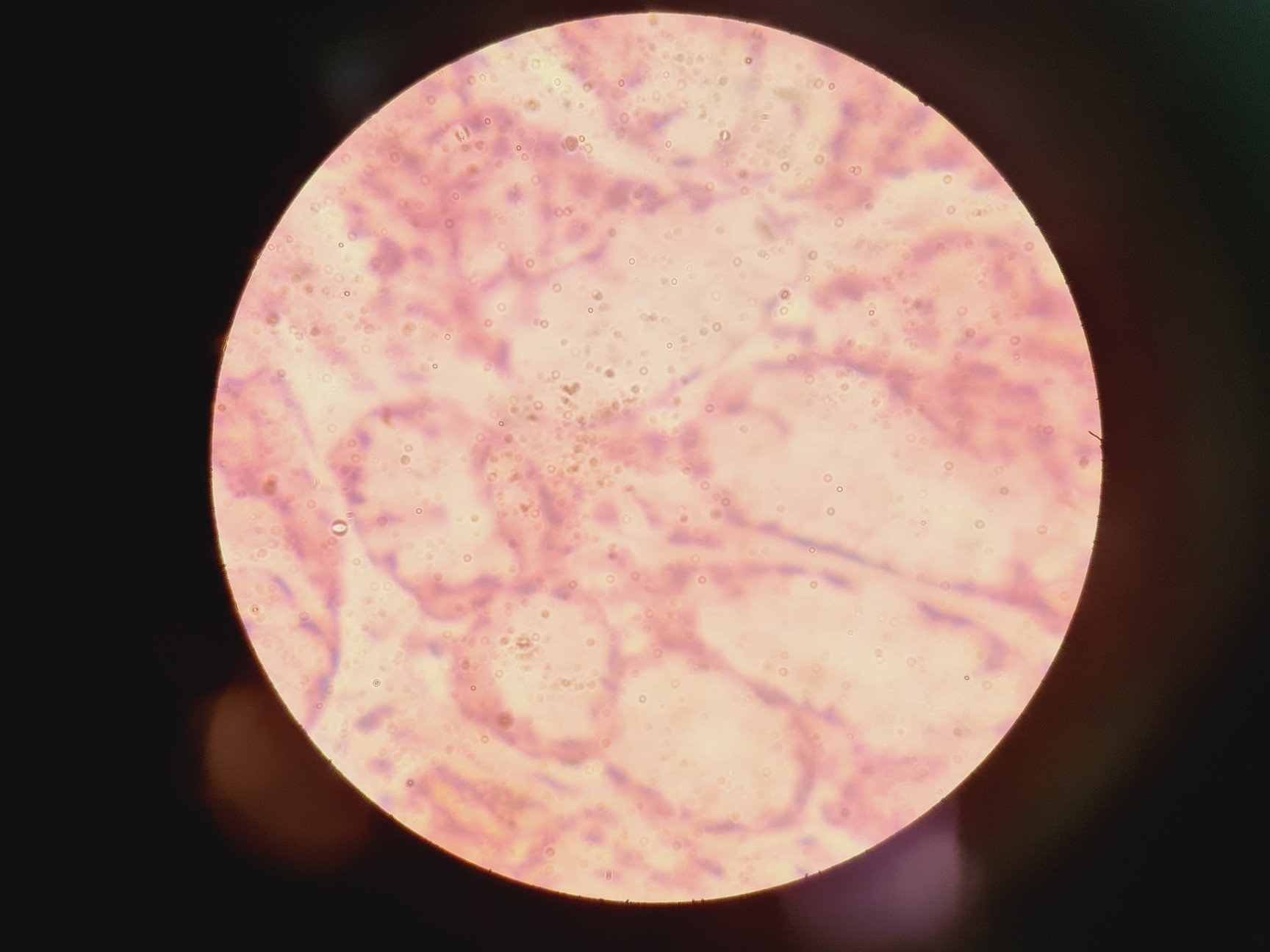 Image of Nikon Eclipse Ti - U Inverted Microscope With Prior Stage Controller