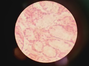 Thumbnail image of Nikon Eclipse Ti - U Inverted Microscope With Prior Stage Controller