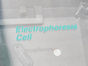 Thumbnail image of Bio-Rad CHEF-DR III Pulsed Field Electrophoresis System