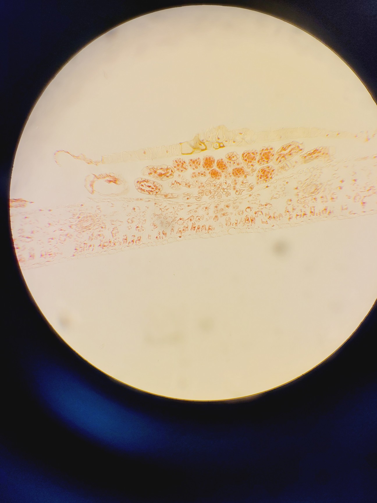 Image of Zeiss Axiophot Fluorescent Microscope Lab