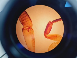 Thumbnail image of Prior PL012 Binocular Microscope With 4 x Objectives Lab