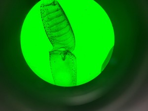 Thumbnail image of Zeiss Axioskop 2 Plus Microscope With FluoArc Power Supply Lab