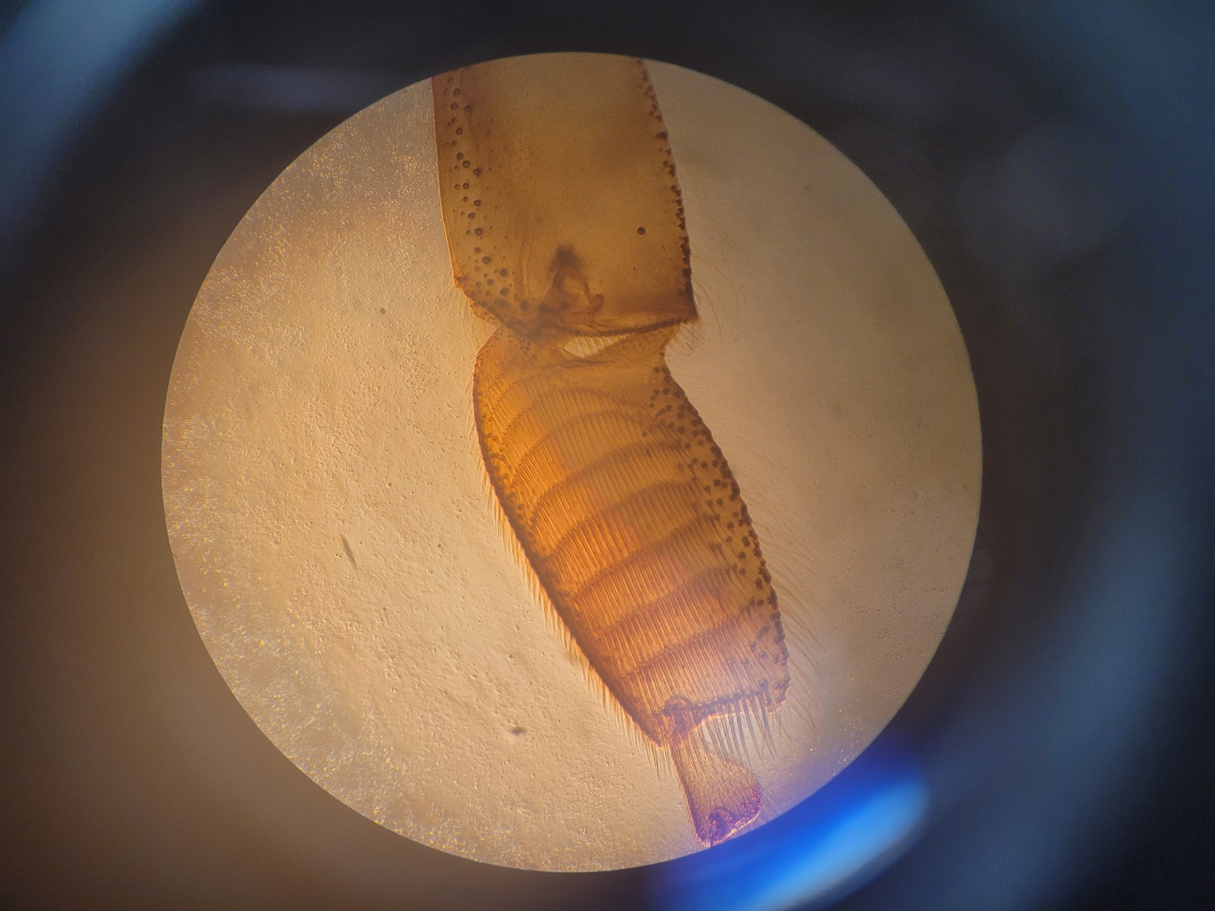 Image of Zeiss Axioskop Microscope w/ J04Z0H Power Supply Lab