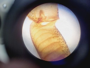 Thumbnail image of Zeiss Axioskop EL-Einsatz Microscope Lab