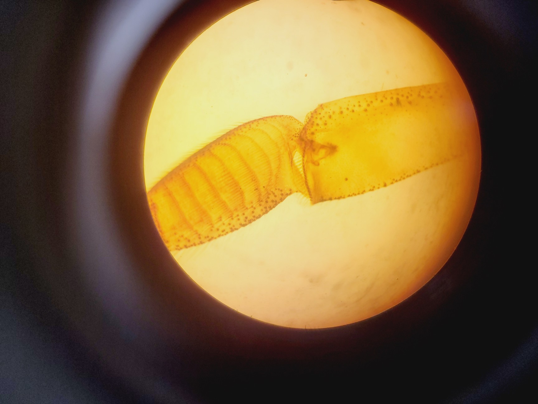 Image of Zeiss Axiovert S100 Microscope with 3 x Objectives Lab