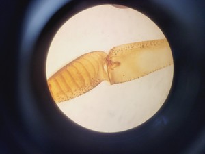 Thumbnail image of Zeiss Axiovert S100 Microscope with 3 x Objectives Lab