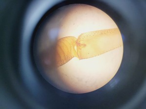 Thumbnail image of Zeiss Axiovert S100 Microscope with 3 x Objectives Lab