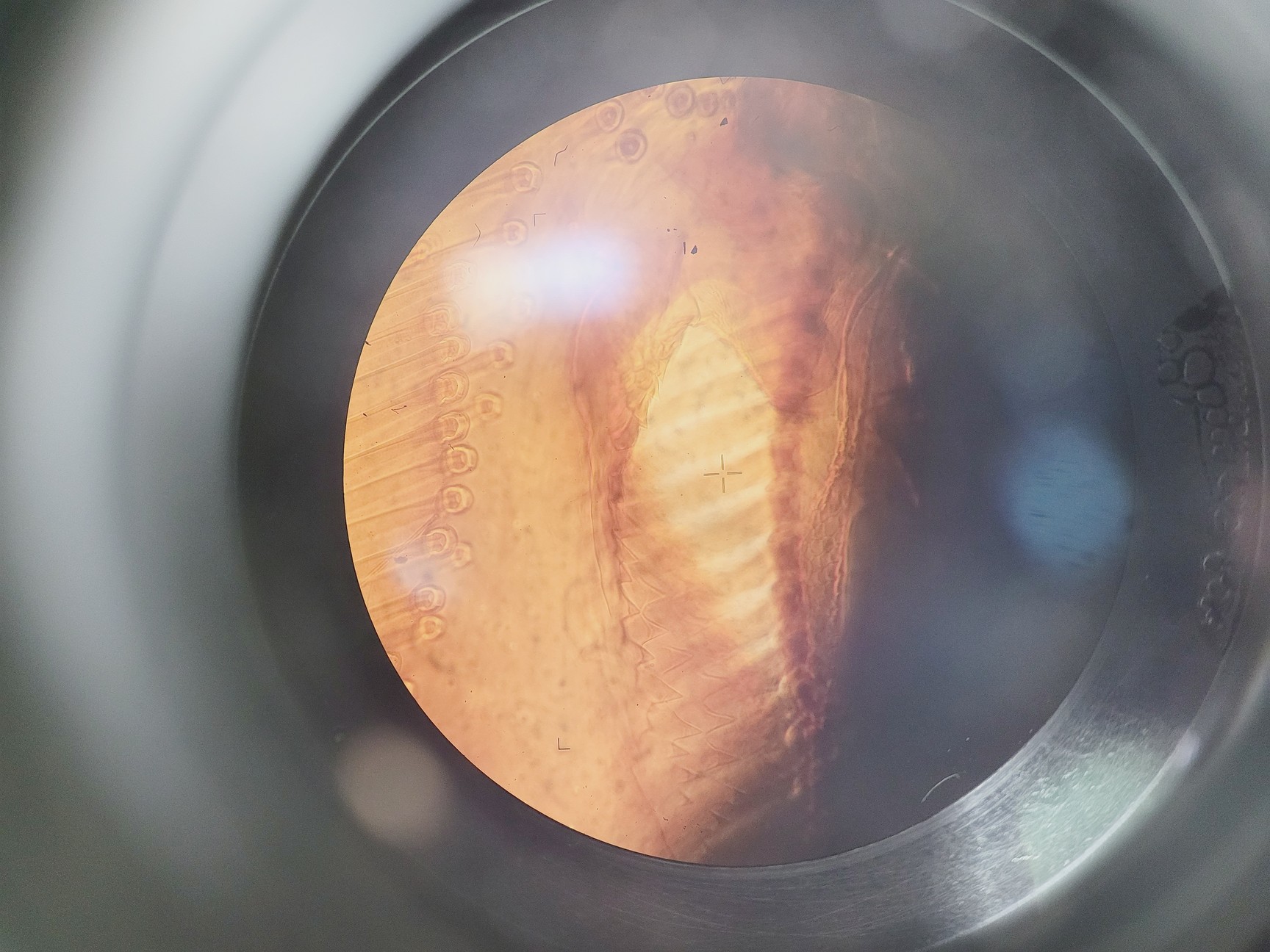 Image of Zeiss Axiovert S100 Microscope with 3 x Objectives Lab