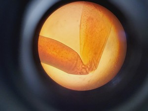 Thumbnail image of Zeiss Axiovert S100 Microscope with 3 x Objectives Lab