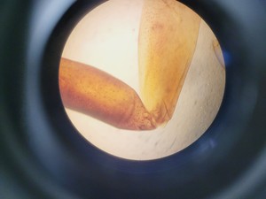 Thumbnail image of Zeiss Axiovert S100 Microscope with 3 x Objectives Lab