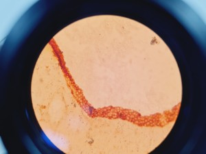 Thumbnail image of Prior PL012 Binocular Microscope With 4 x Objectives Lab