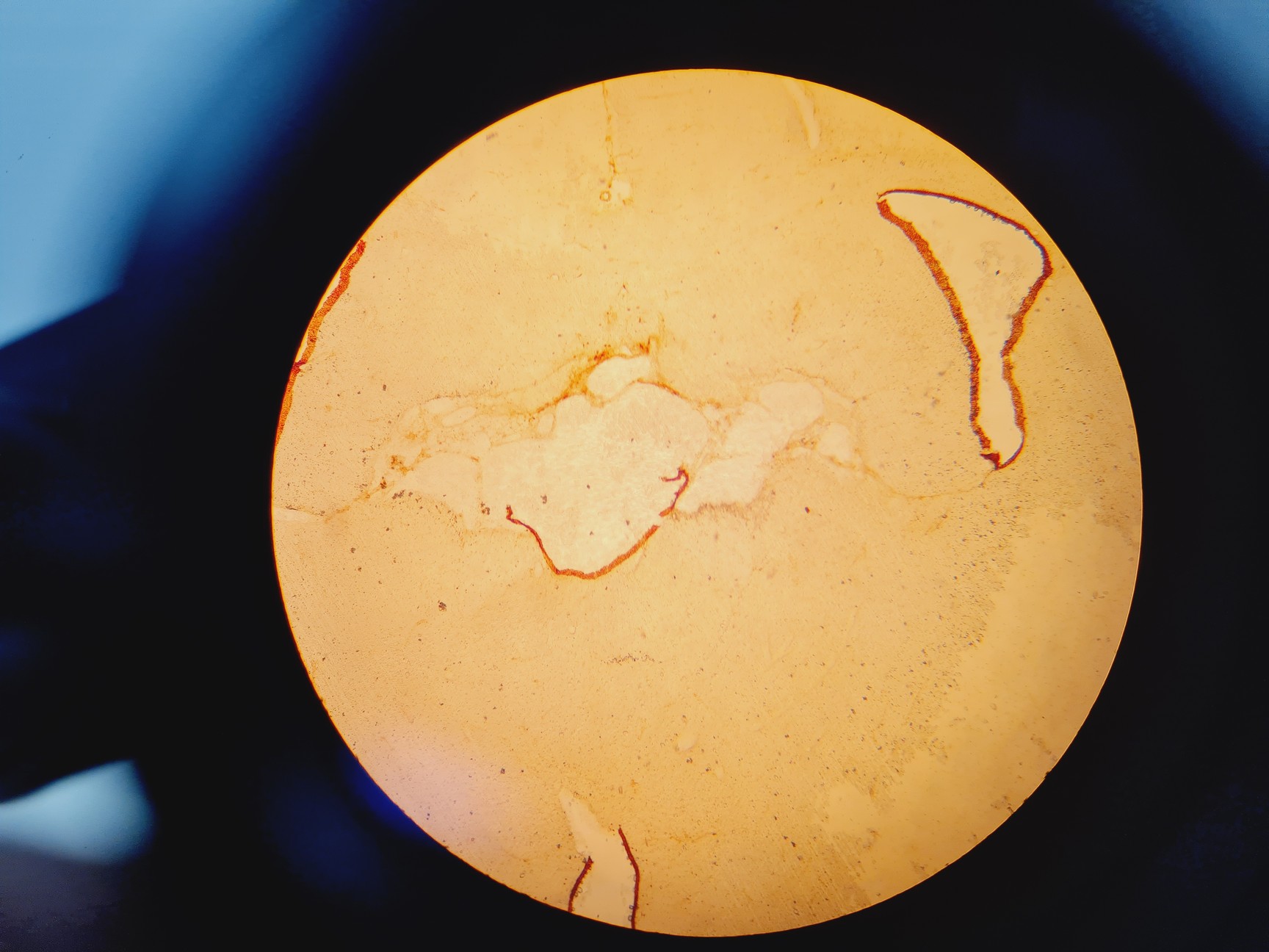 Image of Prior PL012 Binocular Microscope With 4 x Objectives Lab