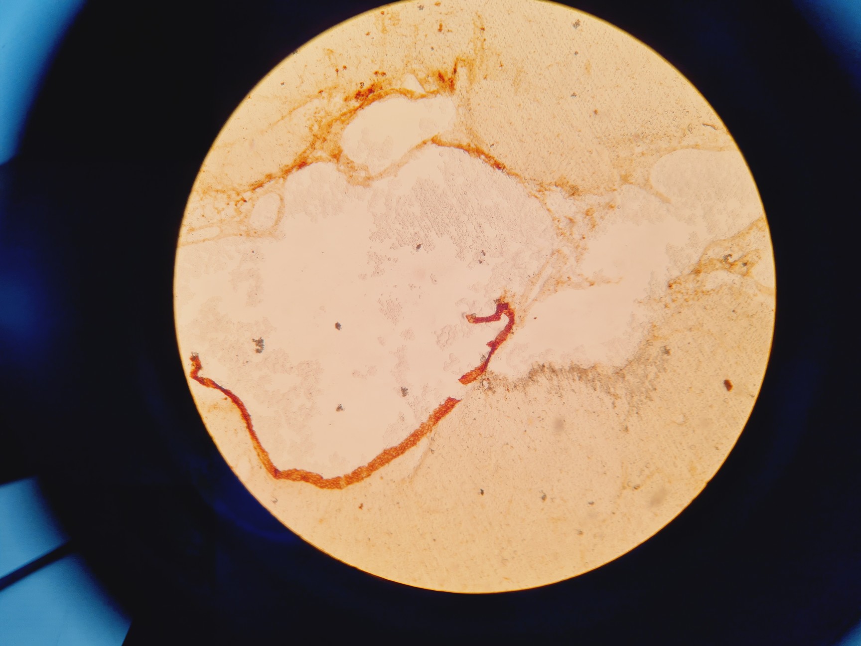 Image of Prior PL012 Binocular Microscope With 4 x Objectives Lab