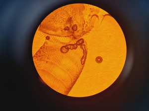 Thumbnail image of Leica DMLB Fluorescence Microscope + Glass Refractive Index Measurement System 