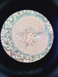 Thumbnail image of Motic AE2000 Microscope w/ 4 x Objectives LWD, PLAN, Ph1 4x 10x 20x 40x Lab