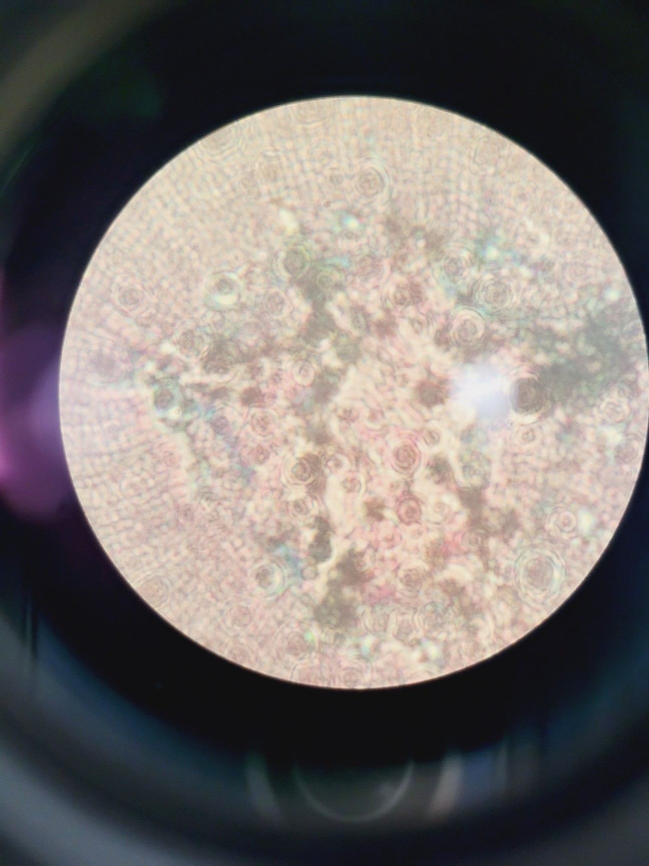 Image of Motic AE2000 Microscope w/ 4 x Objectives LWD, PLAN, Ph1 4x 10x 20x 40x Lab
