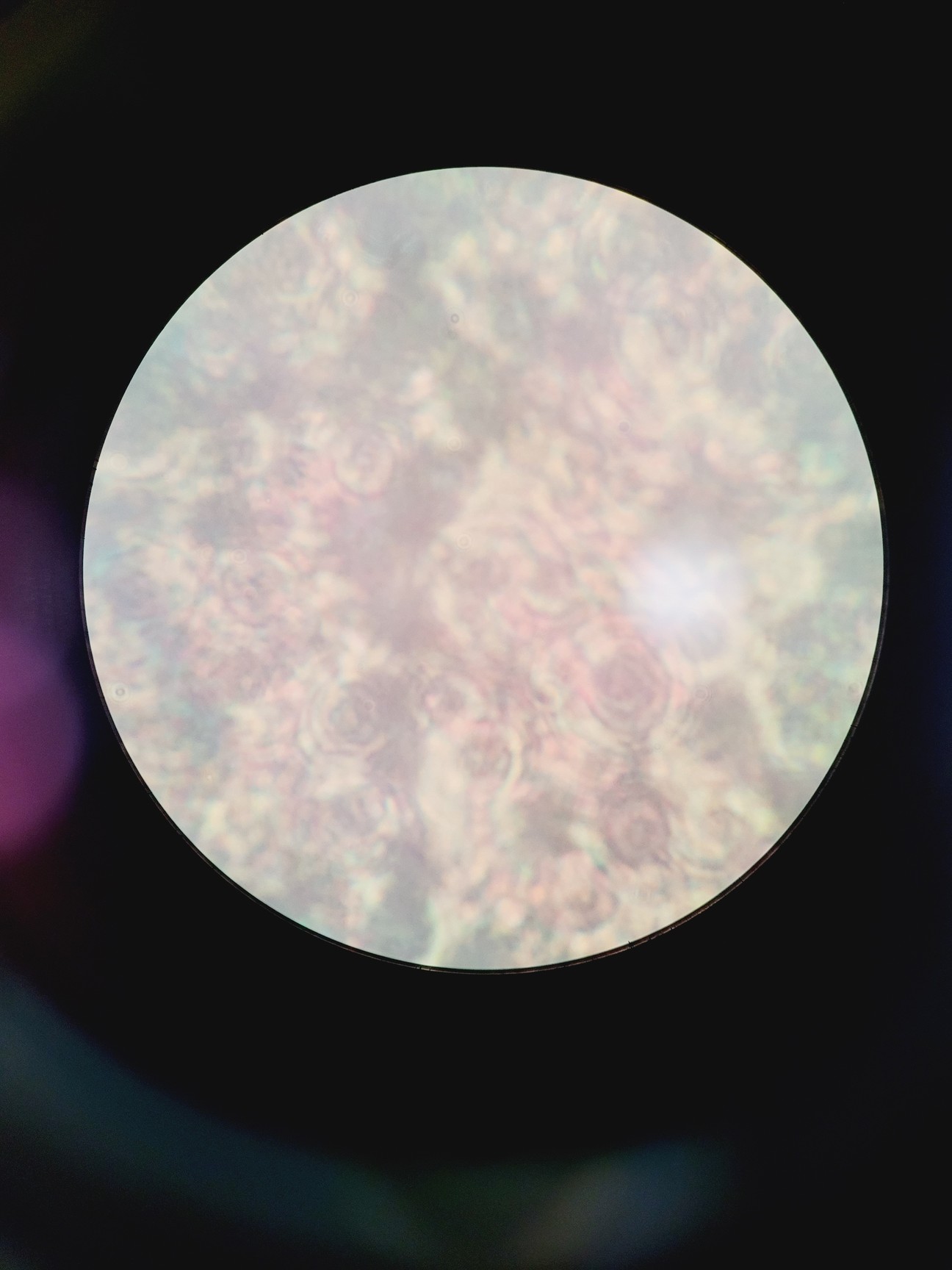 Image of Motic AE2000 Microscope w/ 4 x Objectives LWD, PLAN, Ph1 4x 10x 20x 40x Lab