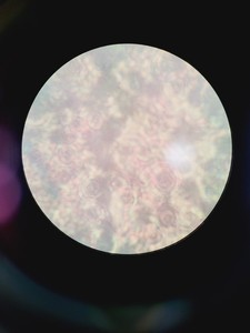 Thumbnail image of Motic AE2000 Microscope w/ 4 x Objectives LWD, PLAN, Ph1 4x 10x 20x 40x Lab