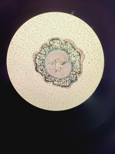 Thumbnail image of Motic AE2000 Microscope w/ 4 x Objectives LWD, PLAN, Ph1 4x 10x 20x 40x Lab