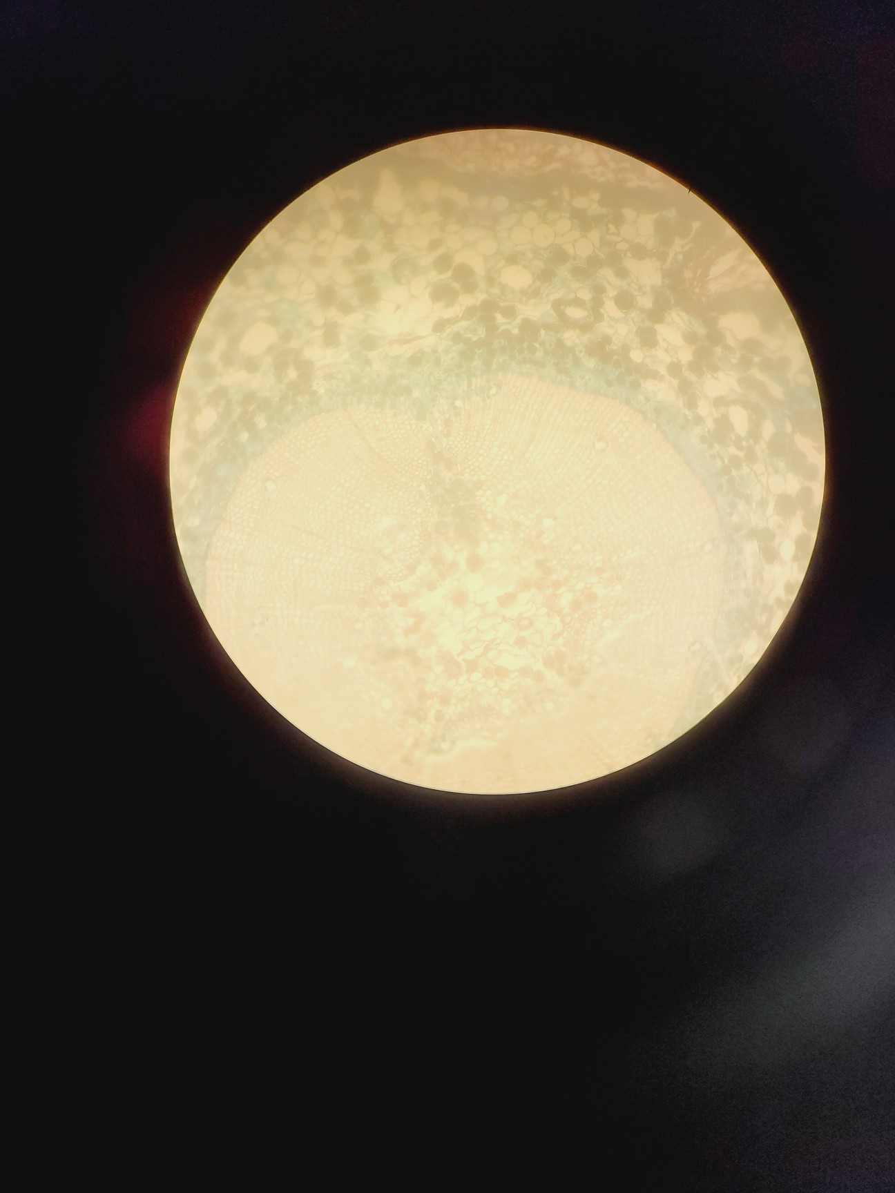 Image of Zeiss Axiovert 25 Inverted Microscope w/ 3 x Achrostigmat Objectives 10/20/40x