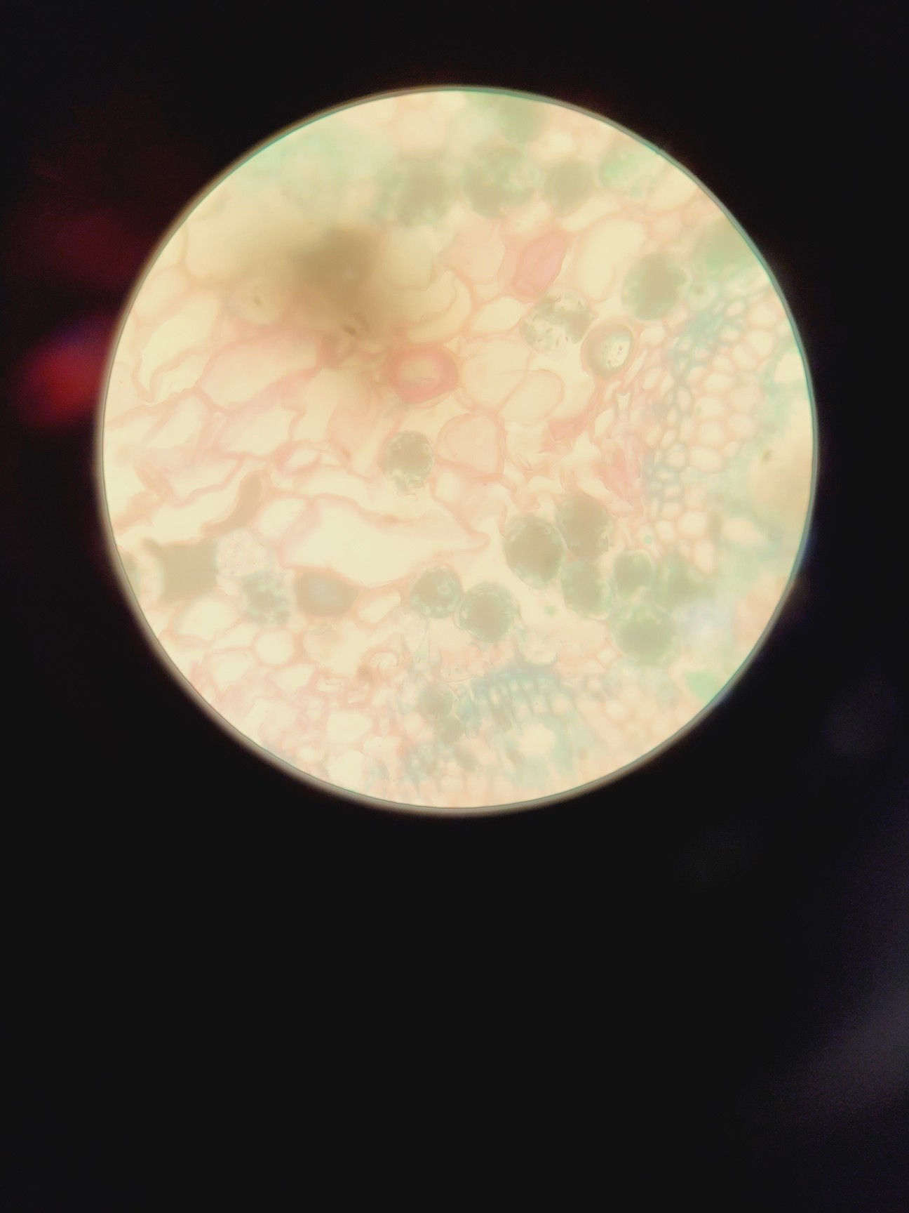 Image of Zeiss Axiovert 25 Inverted Microscope w/ 3 x Achrostigmat Objectives 10/20/40x