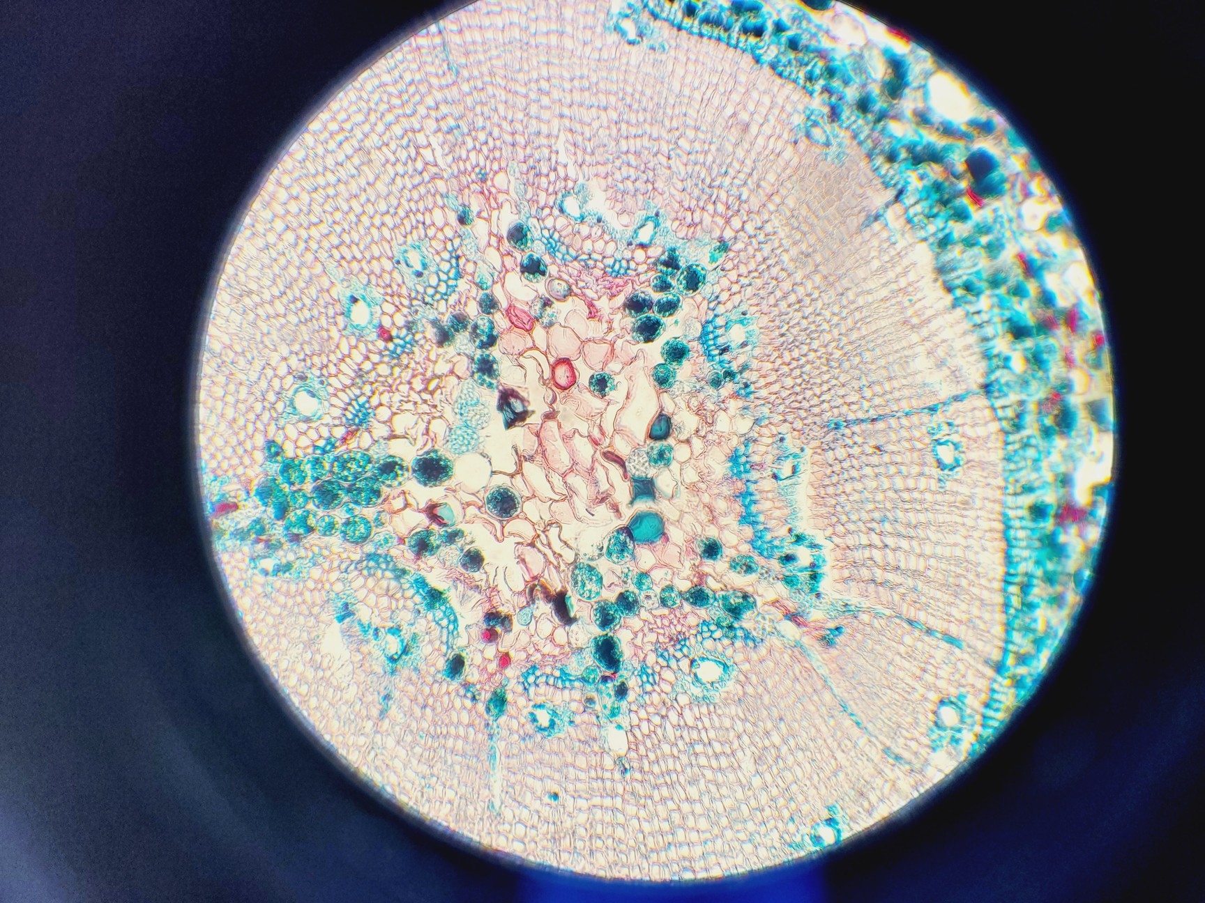 Image of Zeiss AxioSkop 2  Microscope w/ 3 x Objectives 20/40/100x Lab