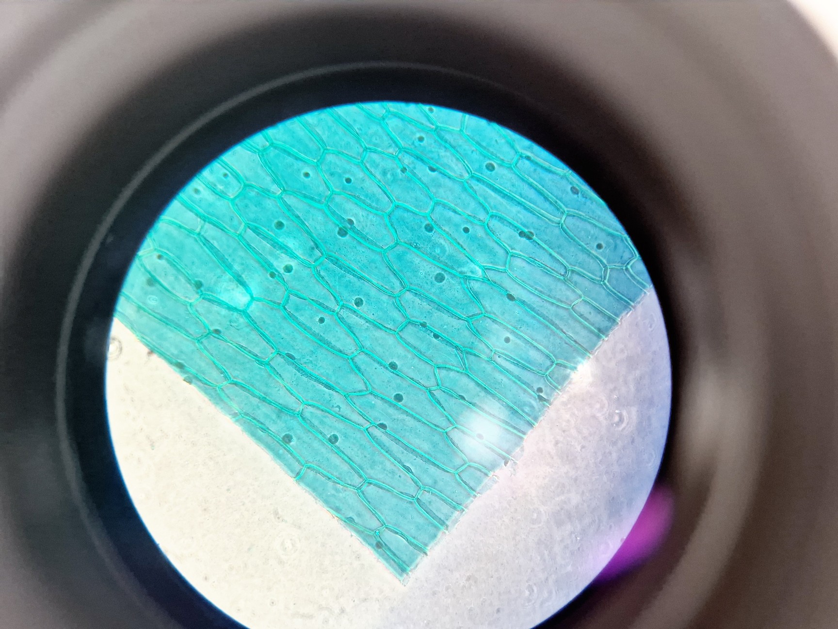 Image of Olympus CKX53 Inverted Microscope w/ 3 x Objectives LCAch 10x 20x 40x iPC Lab