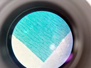 Thumbnail image of Olympus CKX53 Inverted Microscope w/ 3 x Objectives LCAch 10x 20x 40x iPC Lab