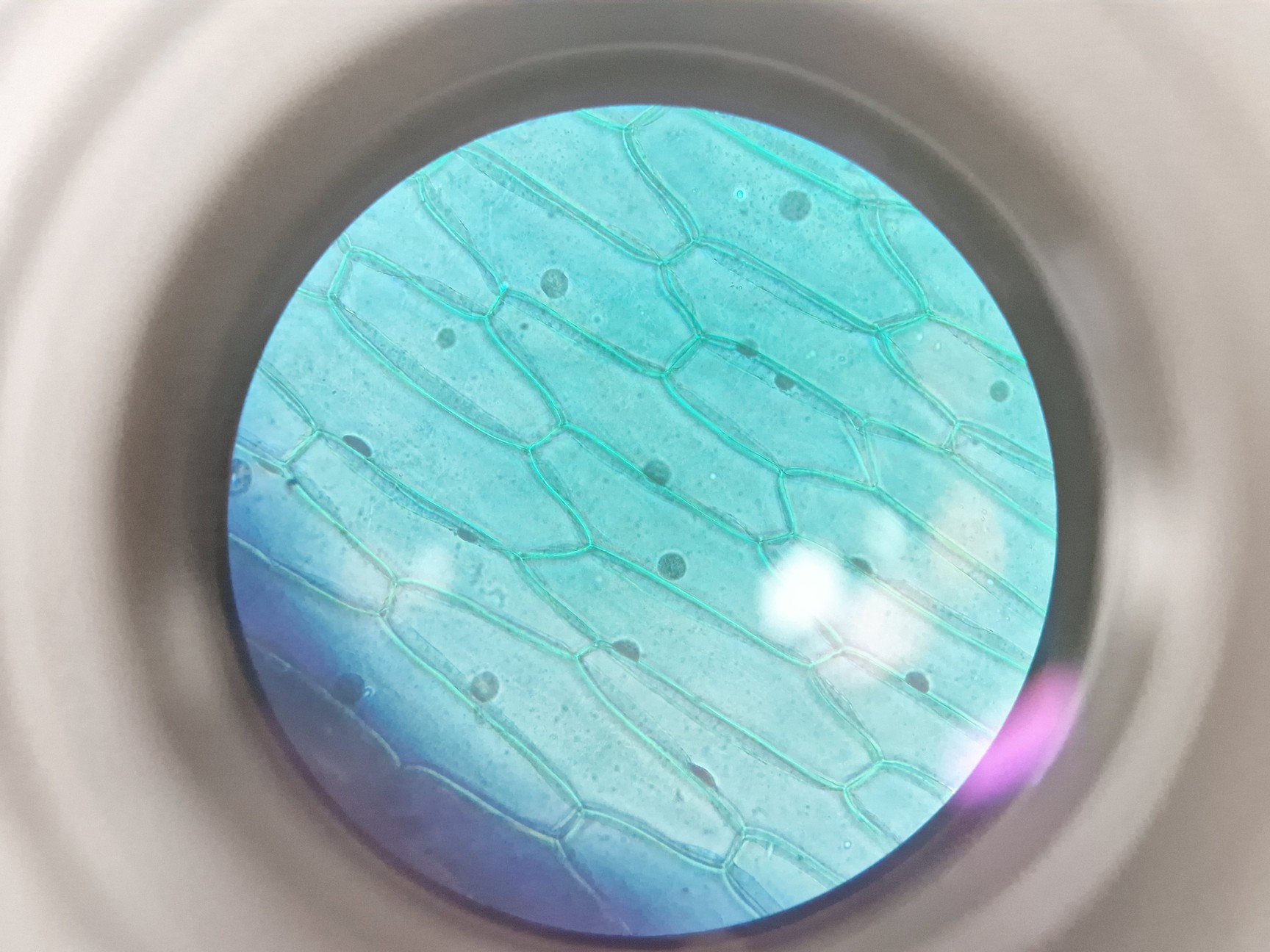 Image of Olympus CKX53 Inverted Microscope w/ 3 x Objectives LCAch 10x 20x 40x iPC Lab