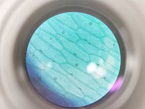 Thumbnail image of Olympus CKX53 Inverted Microscope w/ 3 x Objectives LCAch 10x 20x 40x iPC Lab