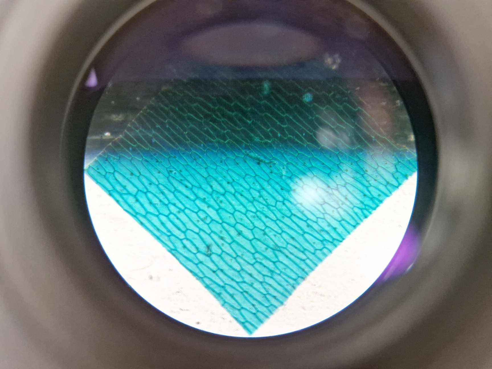 Image of Olympus CKX53 Inverted Microscope w/ 3 x Objectives LCAch 10x 20x 40x iPC Lab