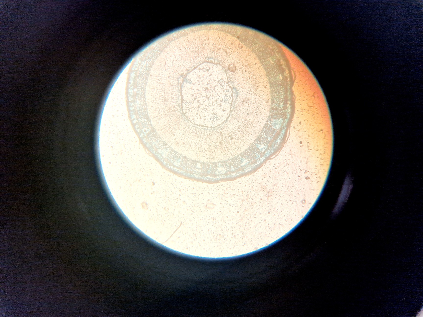 Image of Zeiss Axiovert 25 Microscope w/ 3 x Objectives Achroplan, 4x 10x 20x Lab