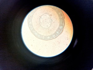 Thumbnail image of Zeiss Axiovert 25 Microscope w/ 3 x Objectives Achroplan, 4x 10x 20x Lab
