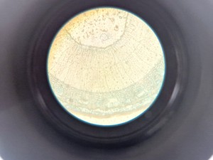 Thumbnail image of Zeiss Axiovert 25 Microscope w/ 3 x Objectives Achroplan, 4x 10x 20x Lab