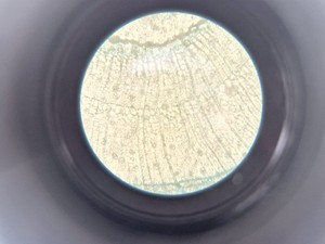 Thumbnail image of Zeiss Axiovert 25 Microscope w/ 3 x Objectives Achroplan, 4x 10x 20x Lab