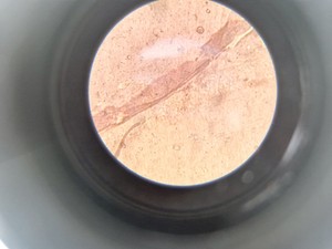 Thumbnail image of Zeiss Axiovert 25 Microscope w/ 3 x Objectives Achroplan, 4x 10x 20x Lab