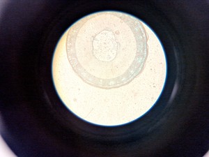 Thumbnail image of Zeiss Axiovert 25 Microscope w/ 3 x Objectives Achroplan, 4x 10x 20x Lab