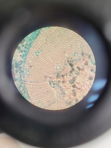 Thumbnail image of Nikon TMS-F Inverted Microscope w/ 3 x Objectives Ph1/Ph2/Ph3 0.25, 20, 40 Lab