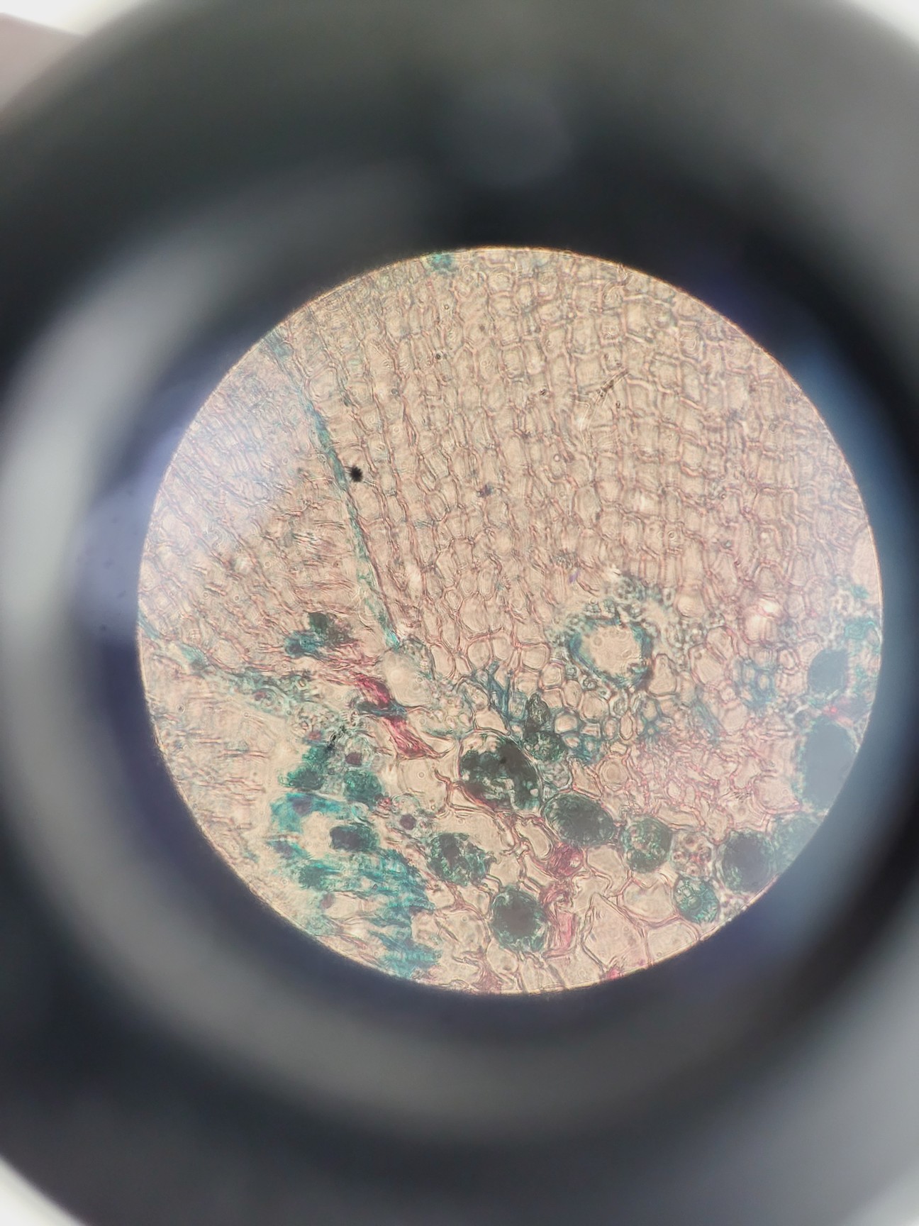 Image of Nikon TMS-F Inverted Microscope w/ 3 x Objectives Ph1/Ph2/Ph3 0.25, 20, 40 Lab