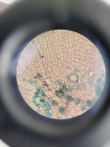 Thumbnail image of Nikon TMS-F Inverted Microscope w/ 3 x Objectives Ph1/Ph2/Ph3 0.25, 20, 40 Lab
