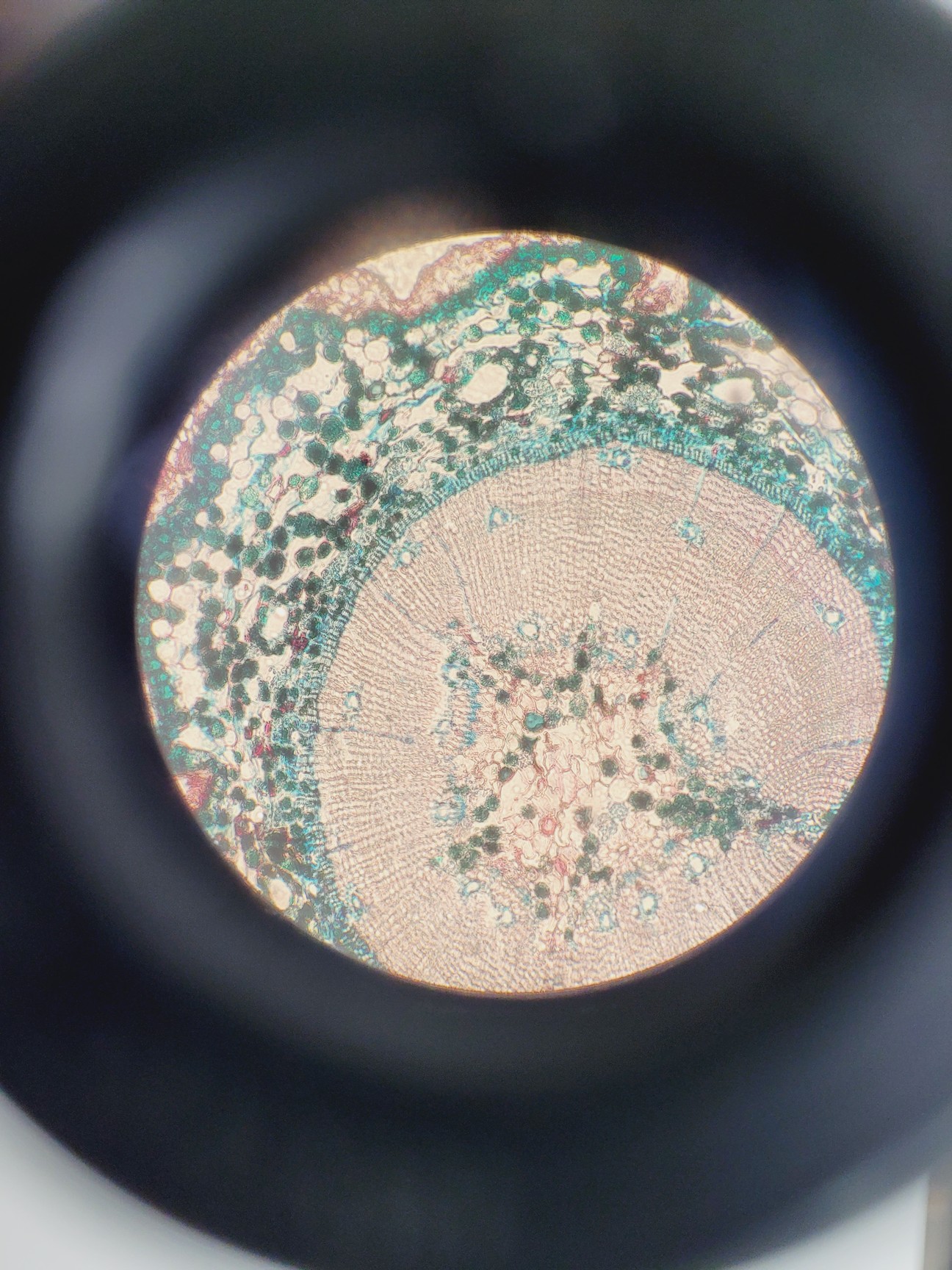 Image of Nikon TMS-F Inverted Microscope w/ 3 x Objectives Ph1/Ph2/Ph3 0.25, 20, 40 Lab