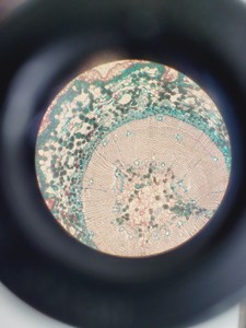 Thumbnail image of Nikon TMS-F Inverted Microscope w/ 3 x Objectives Ph1/Ph2/Ph3 0.25, 20, 40 Lab